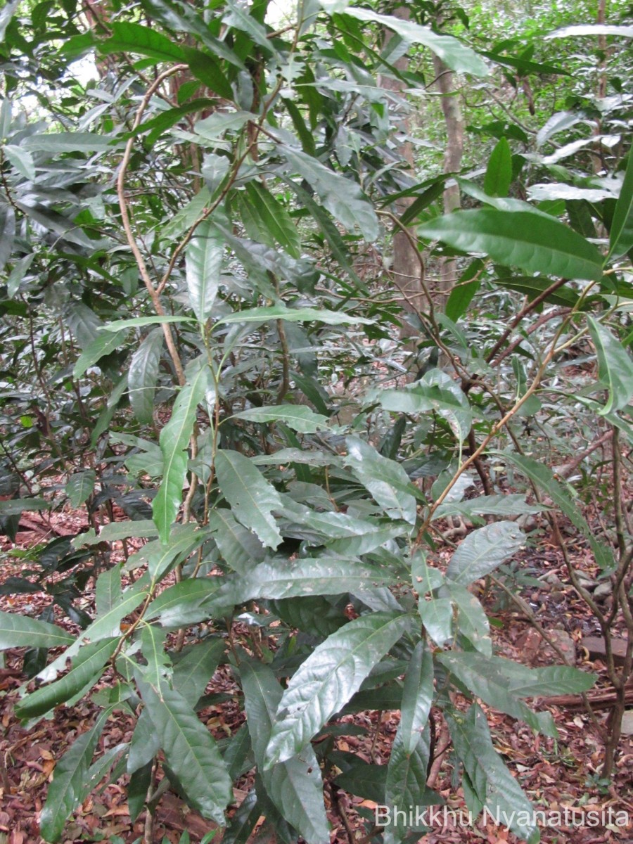 Agrostistachys indica Dalzell